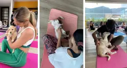 Mejora tu mente y flexibilidad en yoga con perritos Puppy Yoga. Conoce más en https://www.instagram.com/puppyyoga_col/